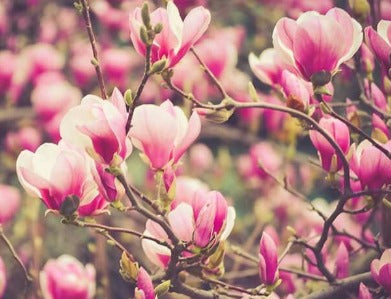 Olfact Fragrance tropical Magnolia 50 ml